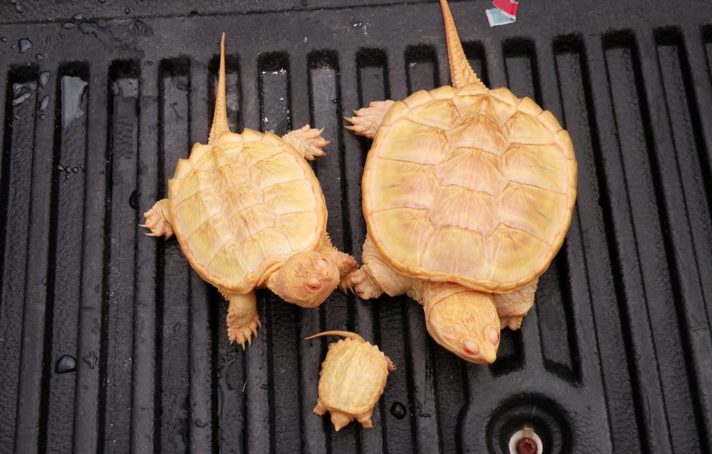 Albino Snapping turtle