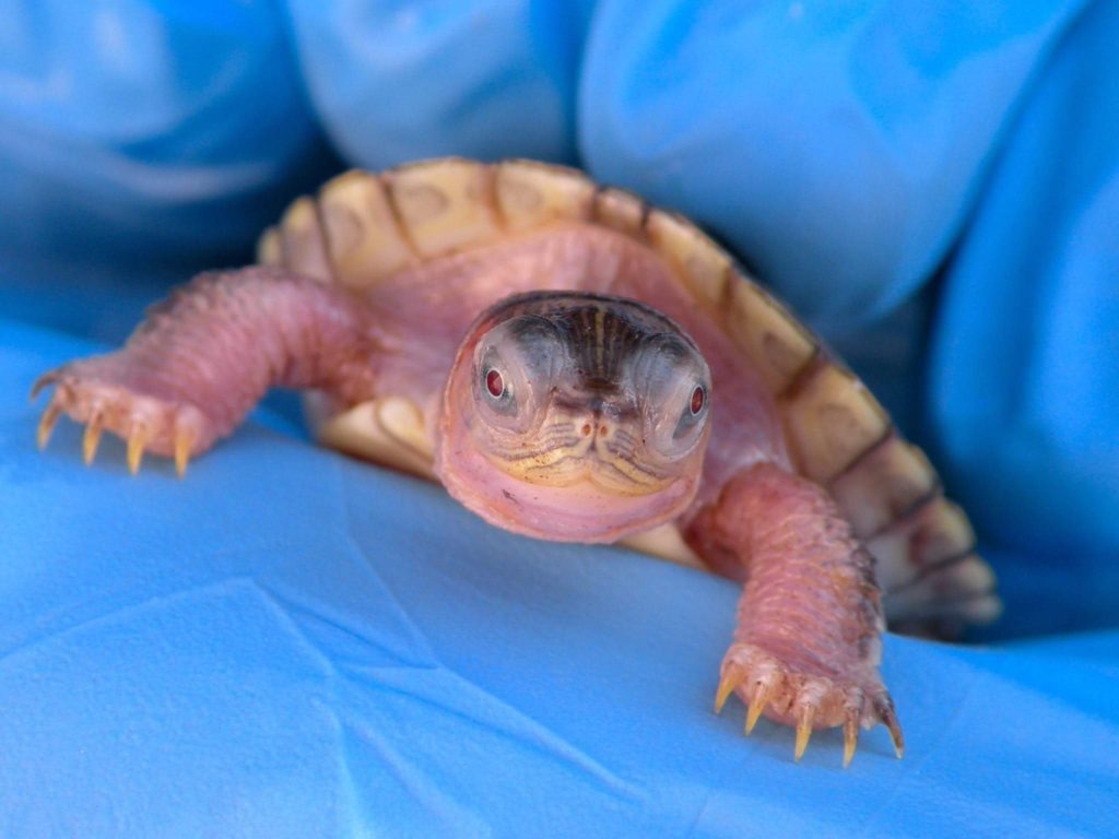 Hybino Red Eared sliders for sale