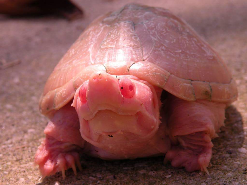 Albino stinkpot