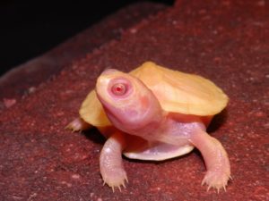 Lubino Red Eared Sliders for Sale