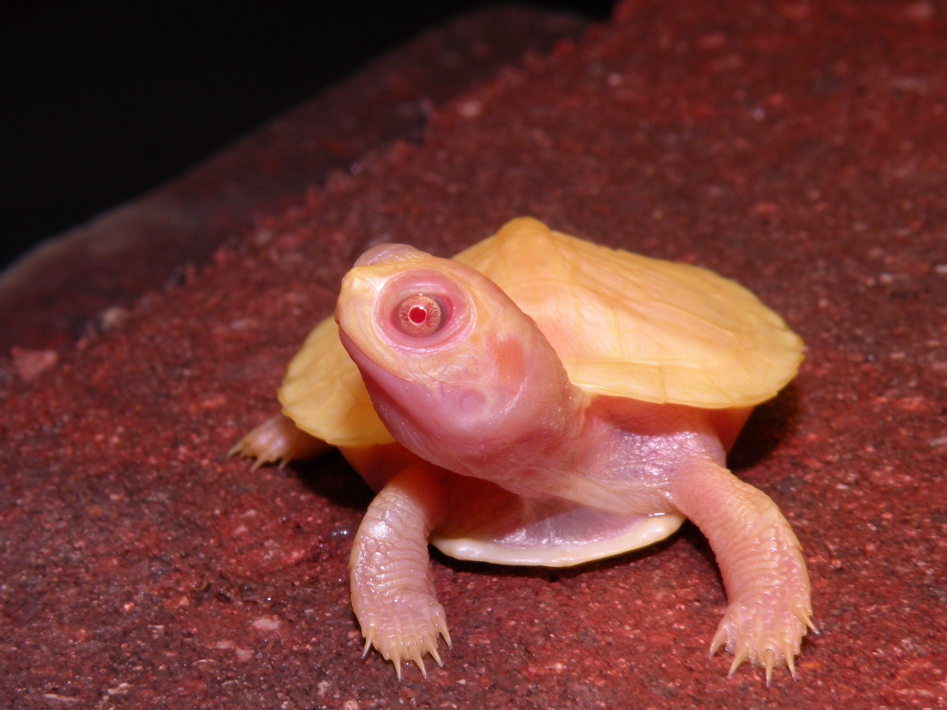 Albino turtles