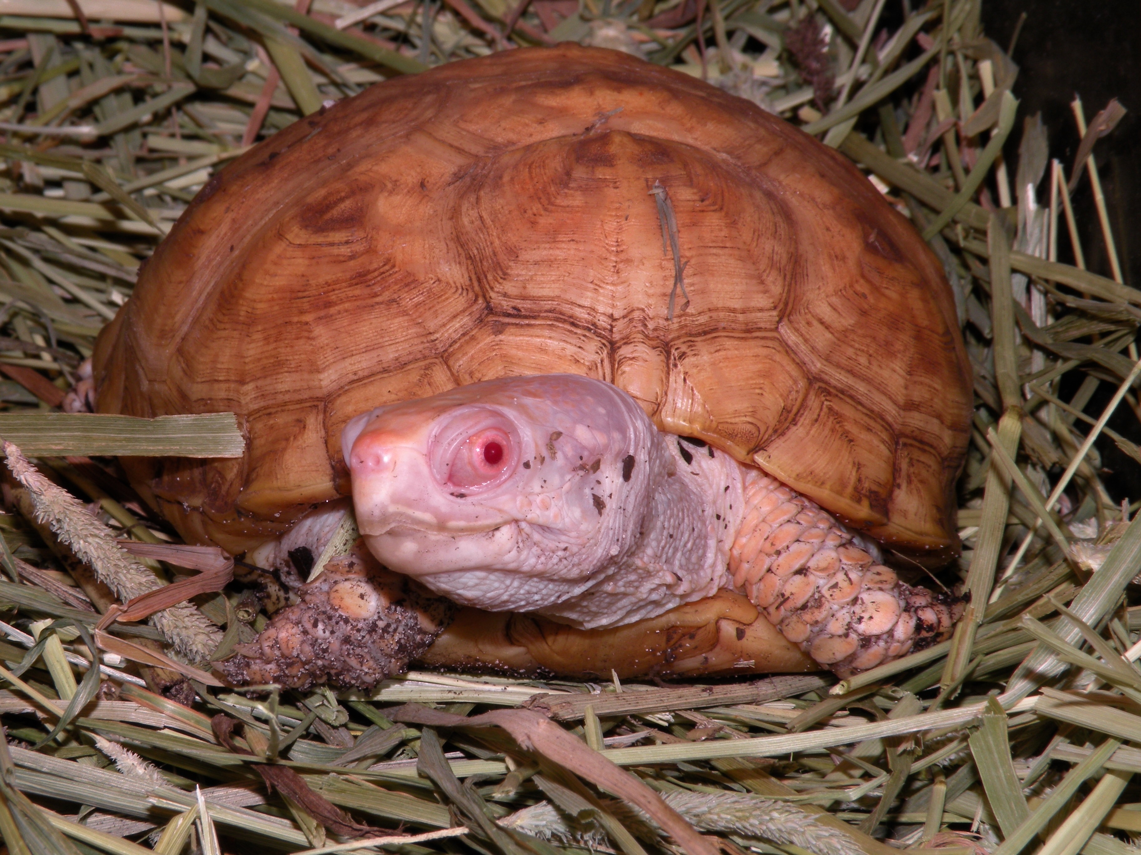 Albino box turtles