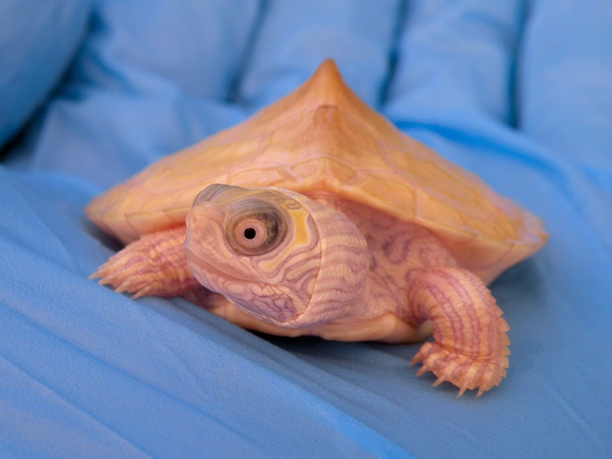 Albino turtles