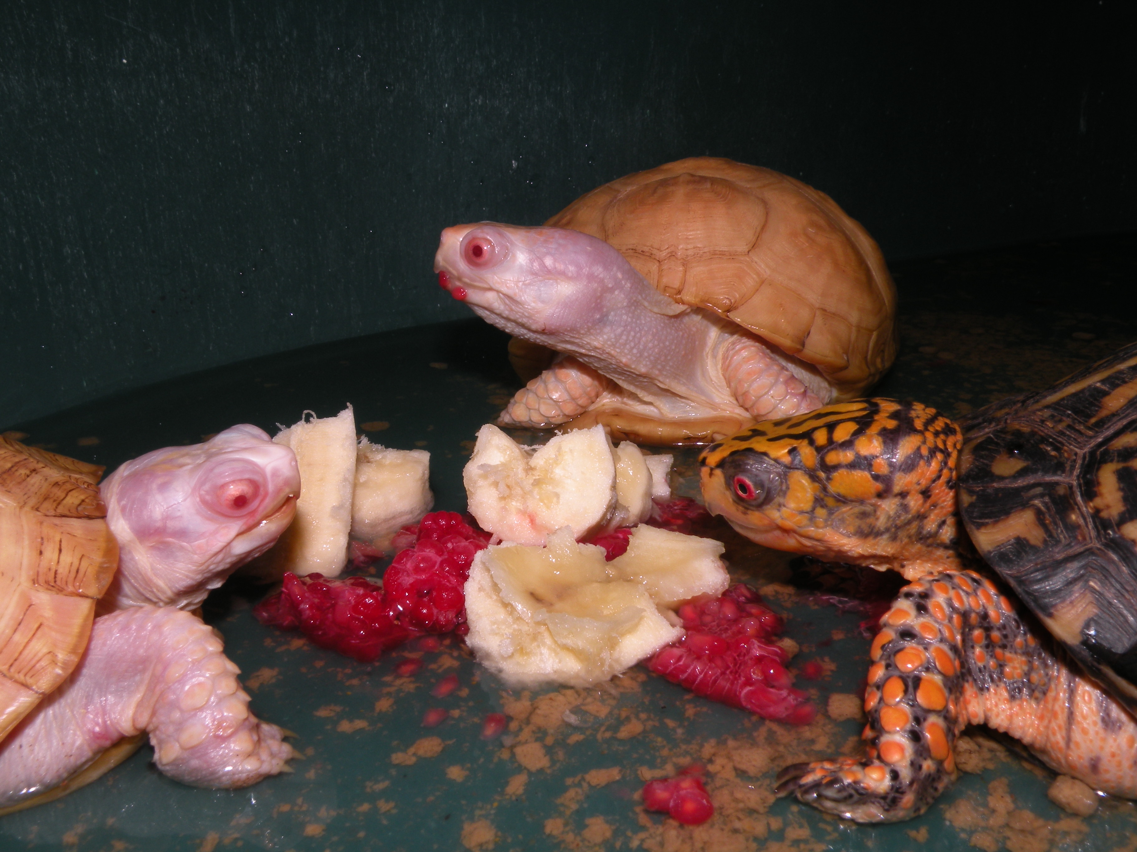 Albino box turtles