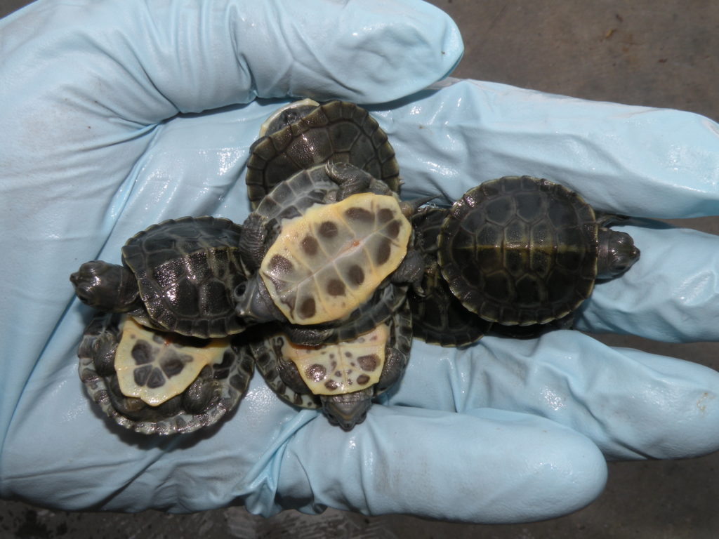 Charcoal Red Eared Sliders for Sale 