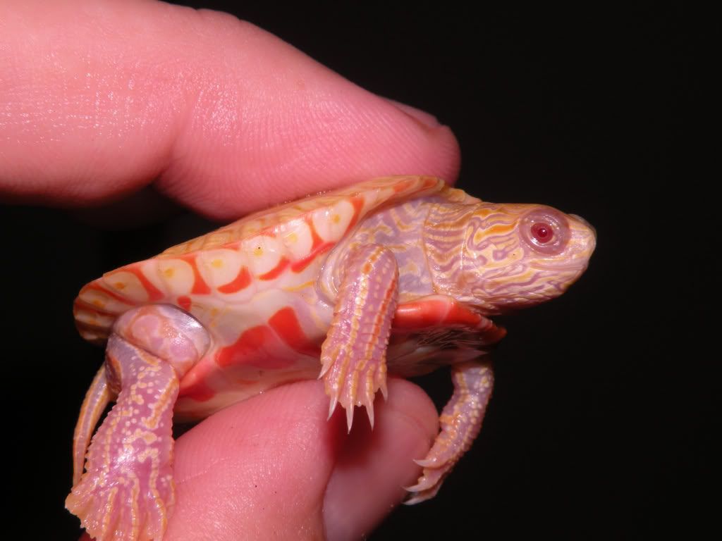 Albino Painted turtles