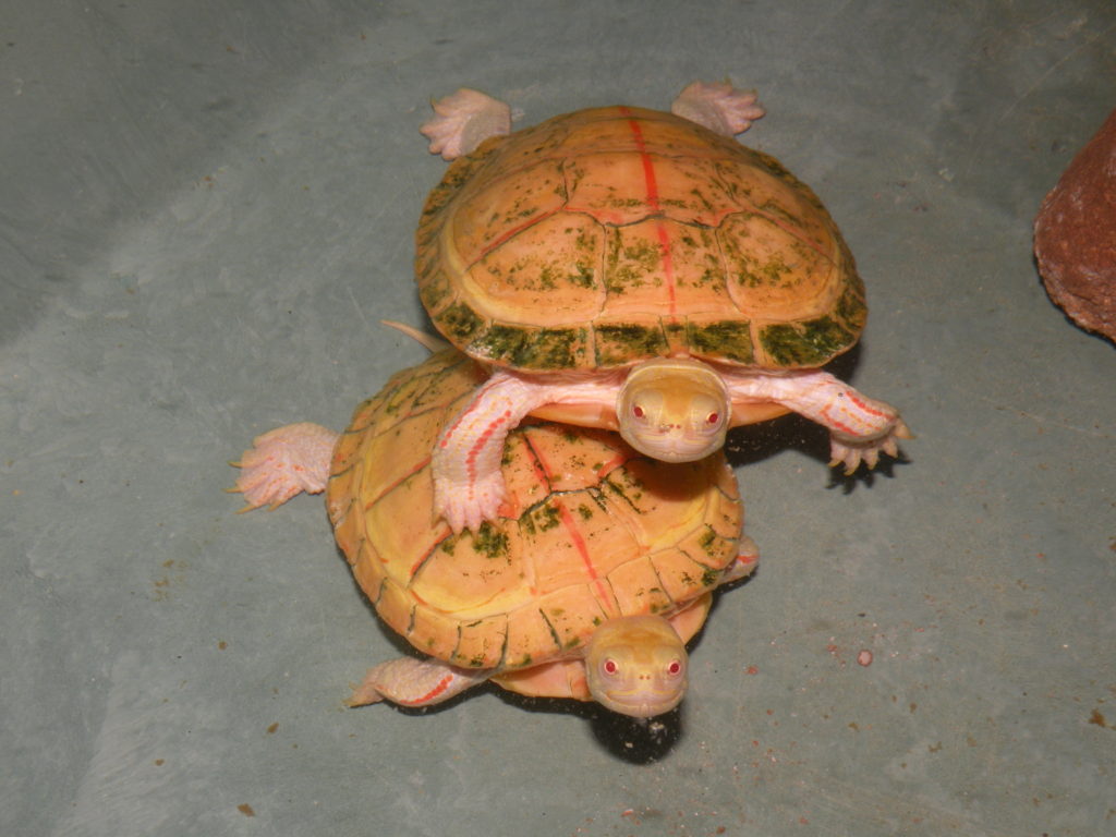 Albino Painted turtles 