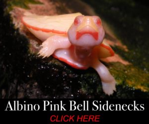 Available Turtle morphs