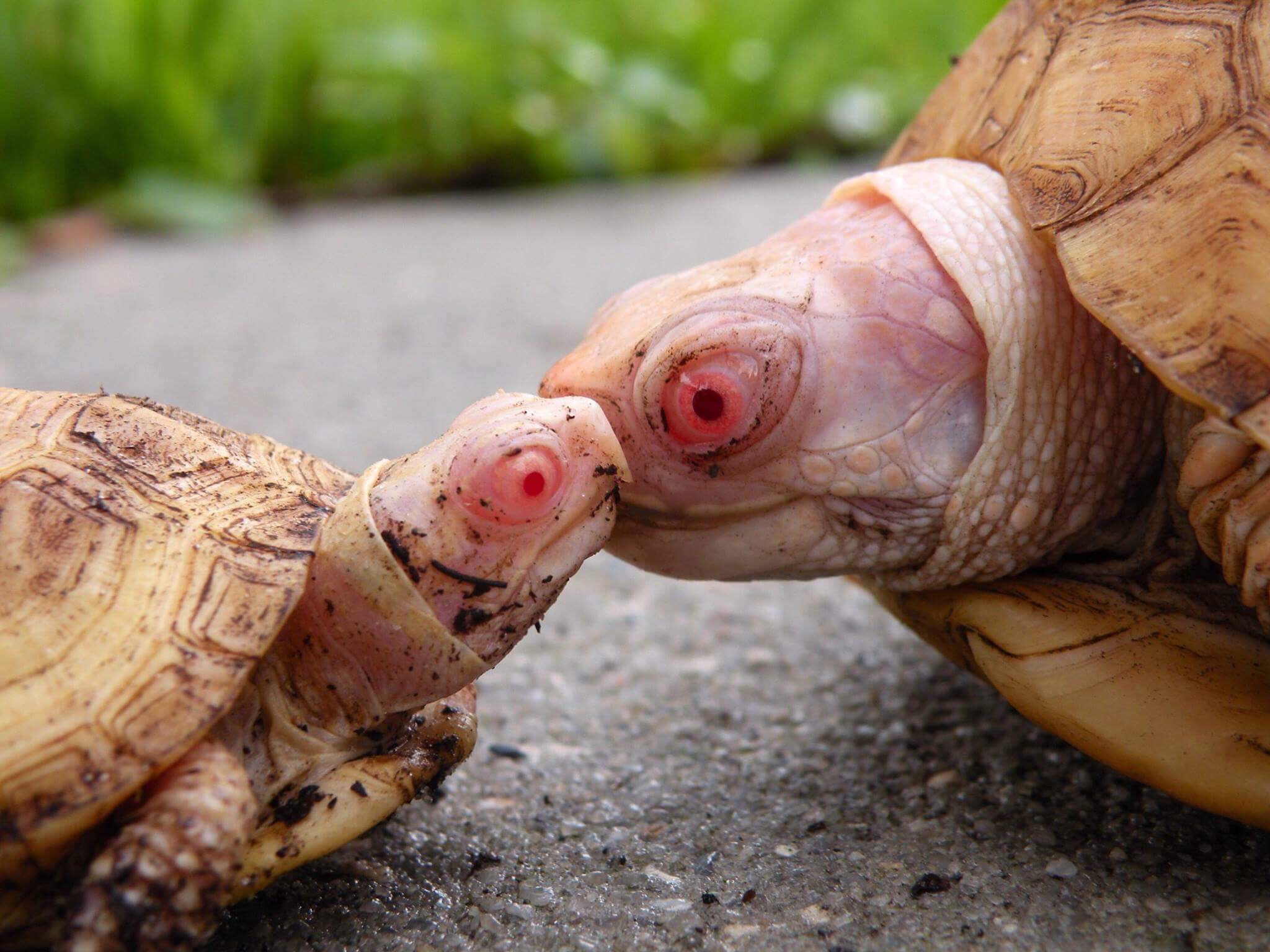 Albino box turtles