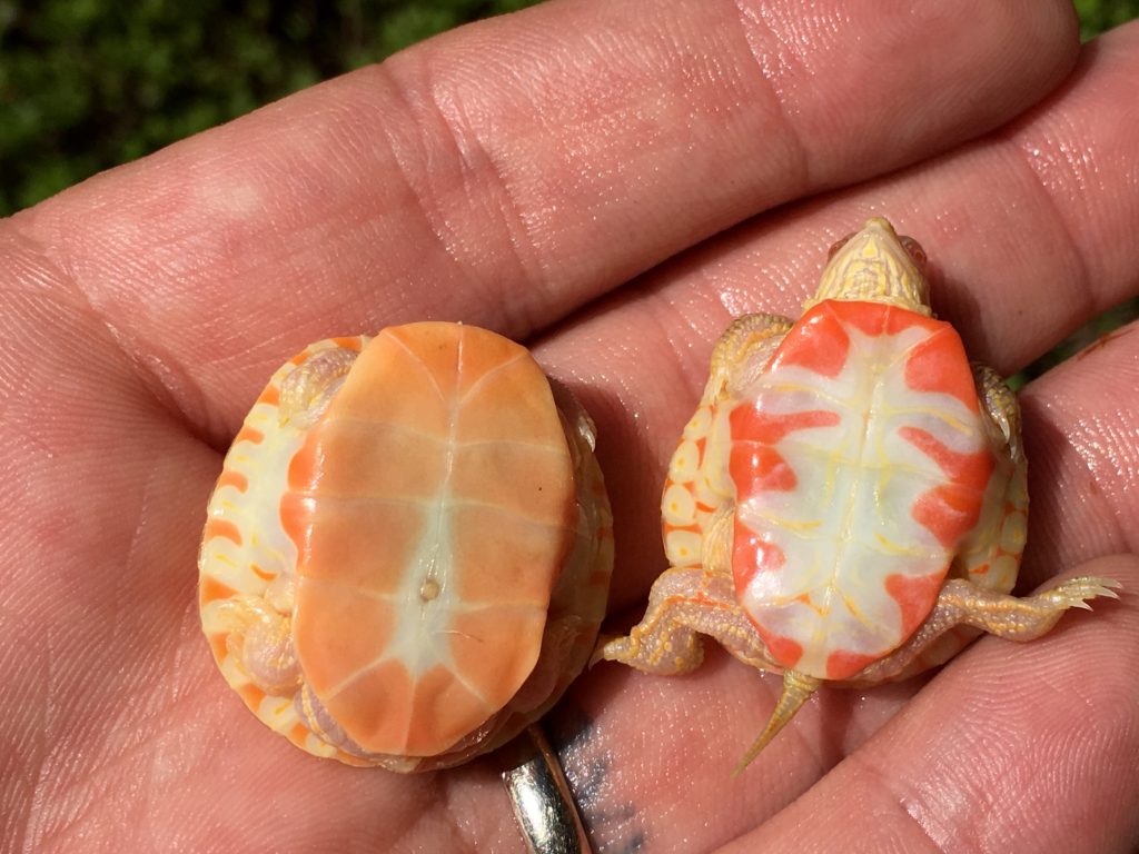 Albino Painted Turtles