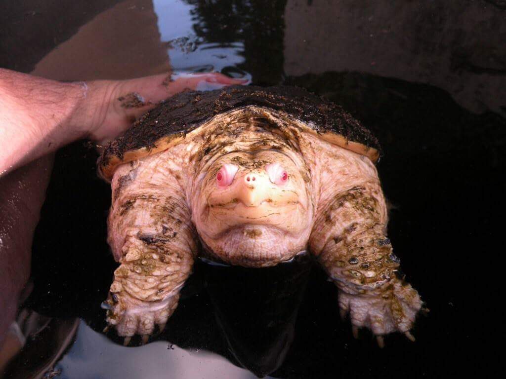 Albino Snapping turtle