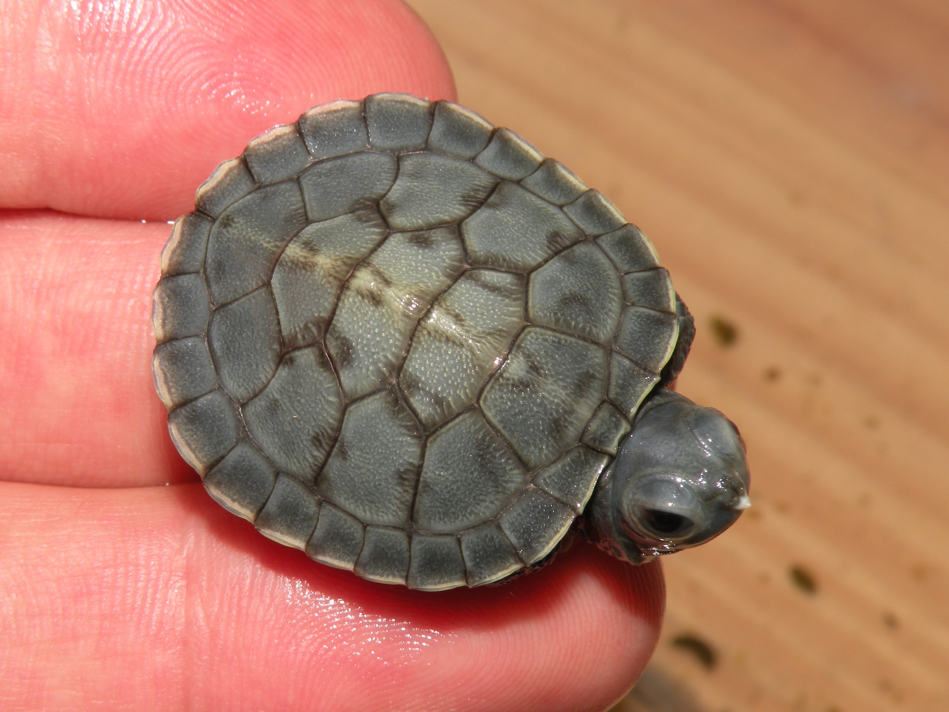 Charcoal Red Eared Sliders for Sale - Albino Turtles | Turtle Morphs