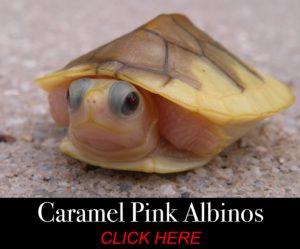 Available Turtle morphs