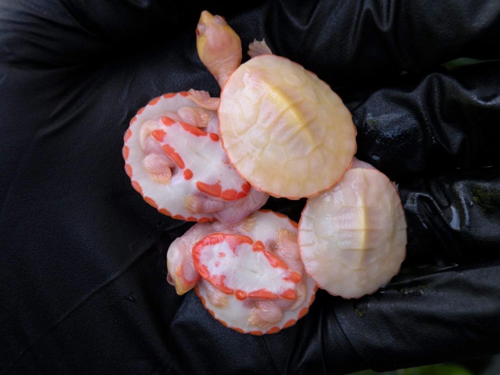 Albino Pink Belly Sidenecks for Sale