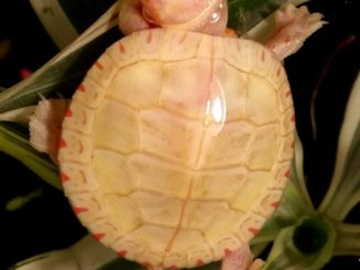 Albino Painted turtles