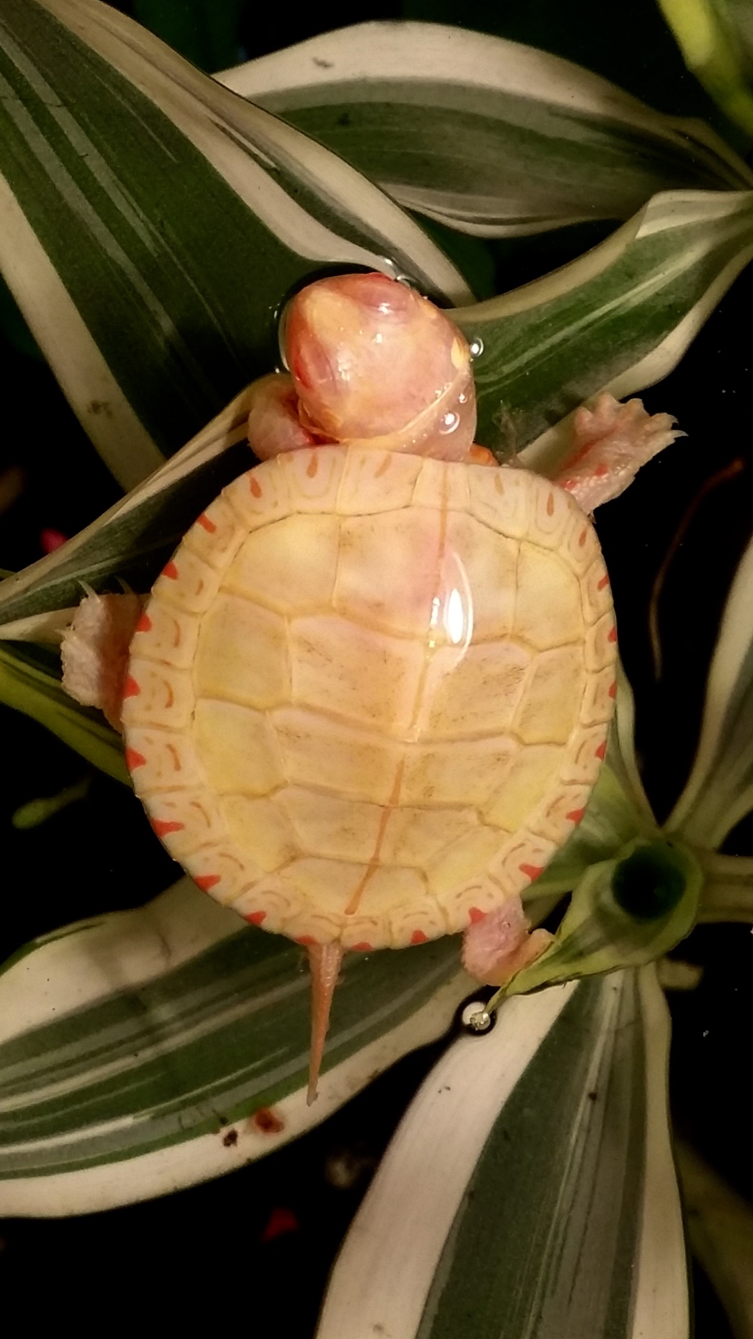 Albino Painted turtles