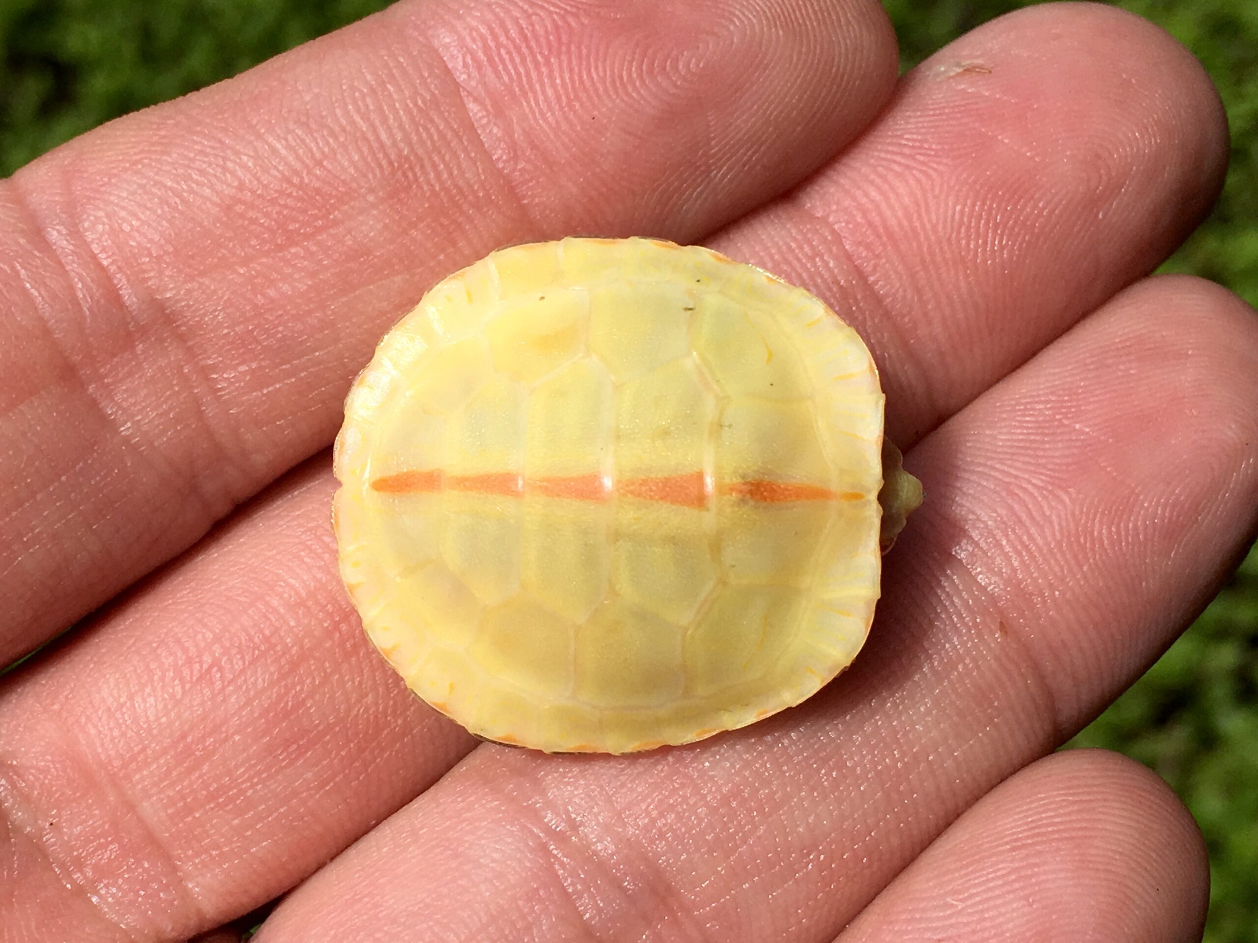 Albino Southern Painted Turtles for sale