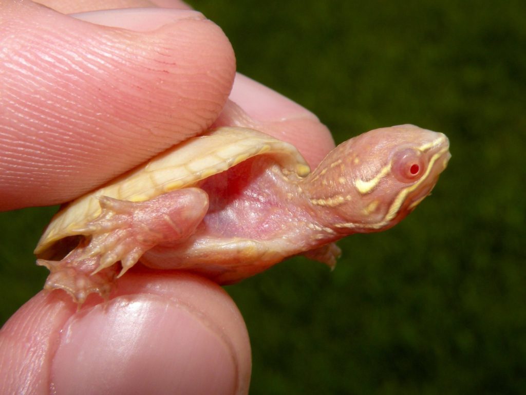 baby musk turtle food