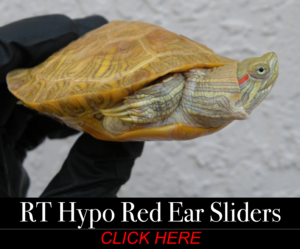 Available Turtle morphs