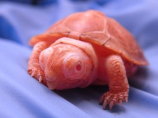 Albino box turtles