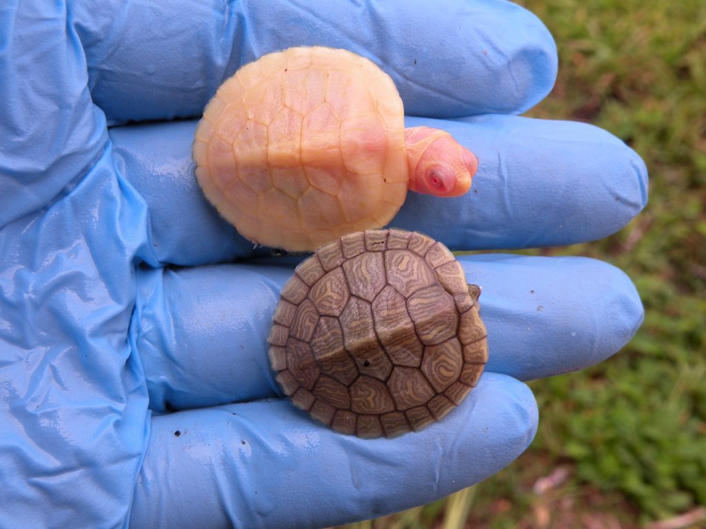 Lubino Red Eared Sliders for Sale 