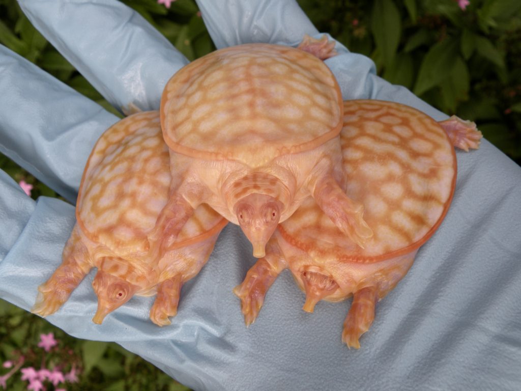 Albino Florida Softshell turtles for sale