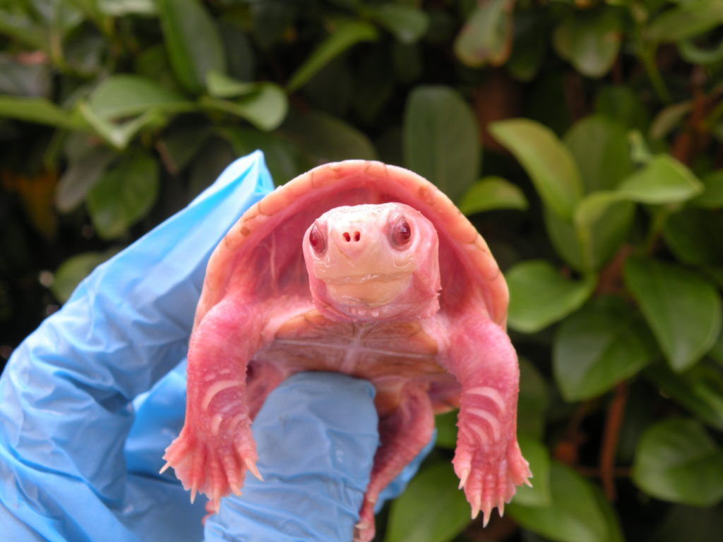 Albino Stinkpot Musk Turtle for Sale - Albino Turtles