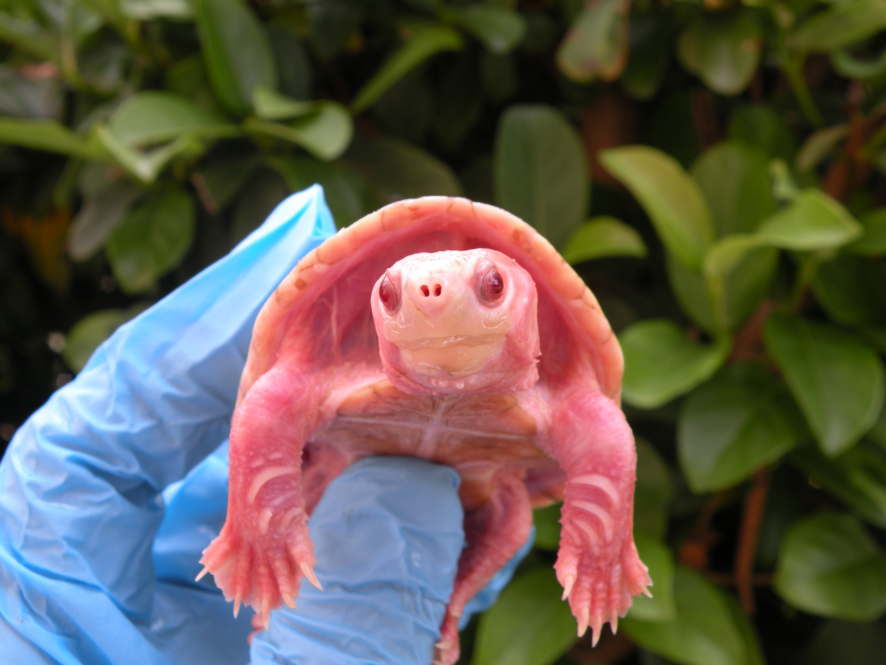 Albino Stinkpot Musk Turtle for Sale