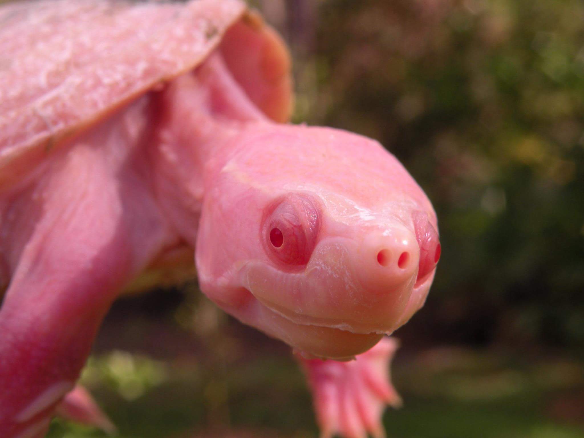 Albino Stinkpot Musk Turtle for Sale