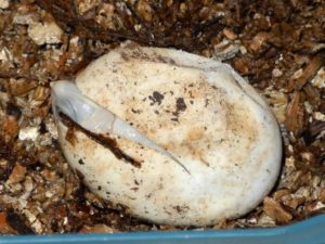 Albino Map turtles