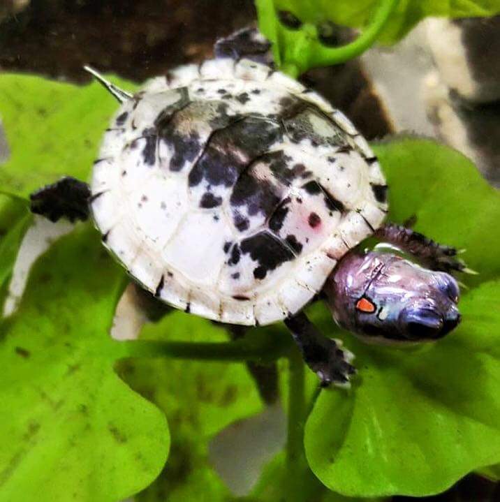 Pied Red Eared Sliders