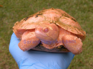 Albino Map turtles