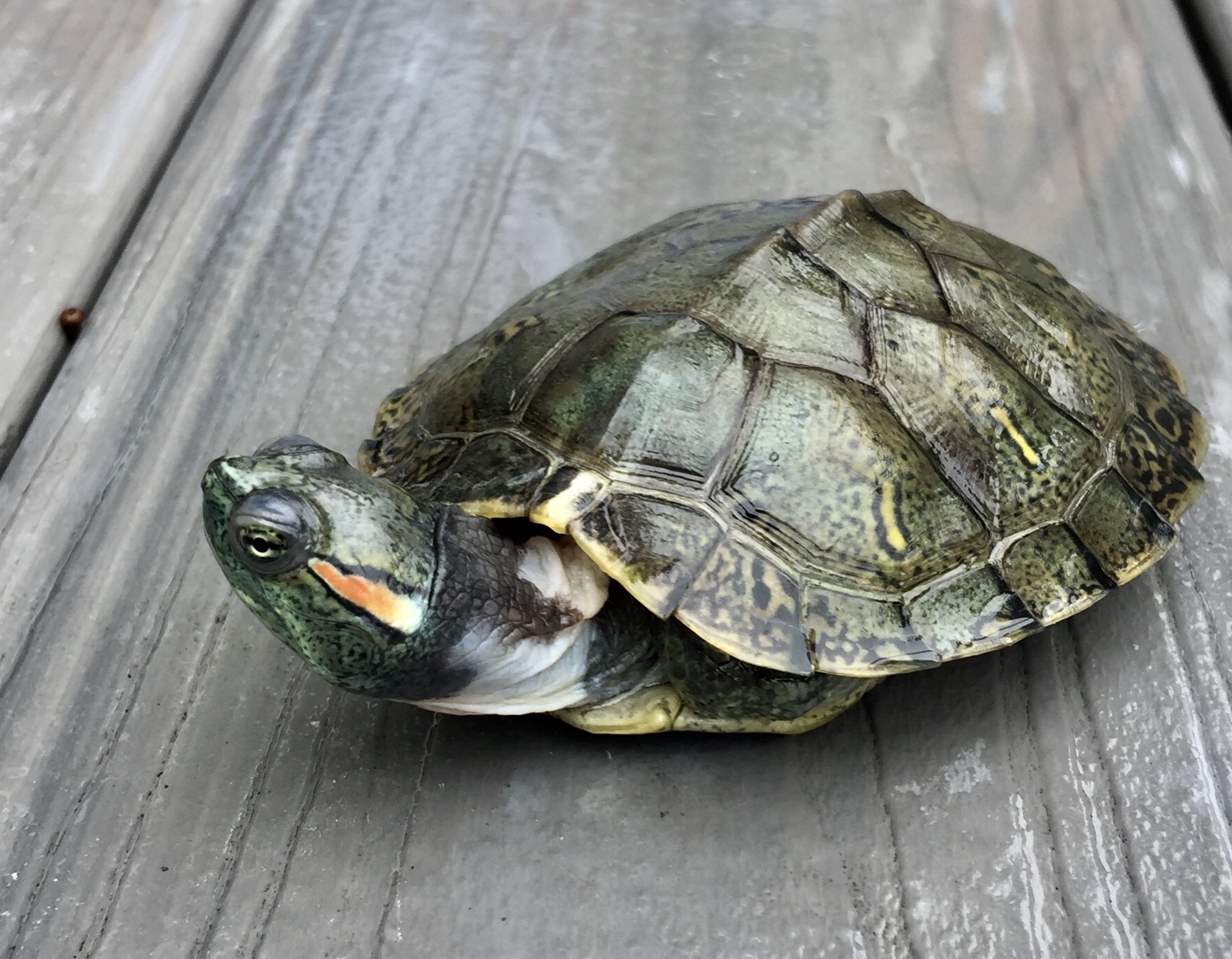 Pied Red Eared Sliders