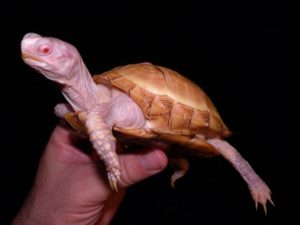 Albino eastern box turtles for sale