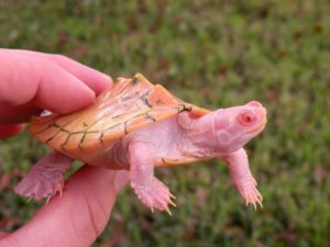 Albino Map turtles