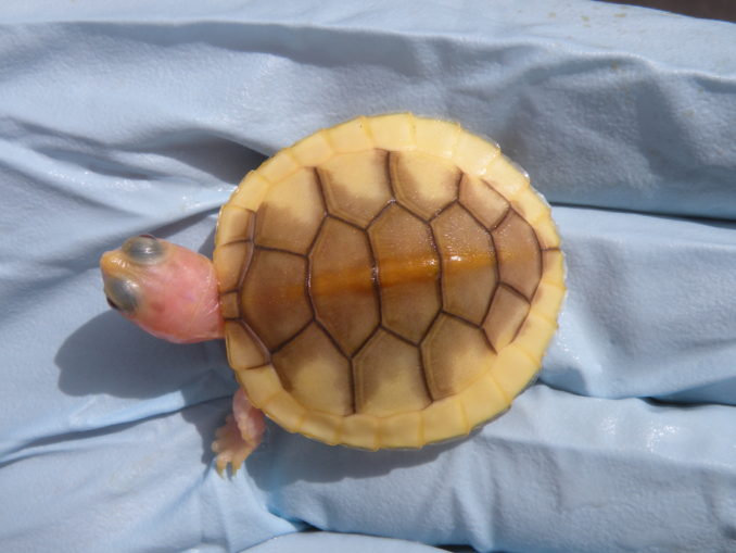 Caramel Pink Red Eared Sliders For Sale - Albino Turtles