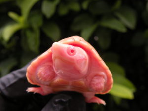 Albino Razor Back Musk turtles for Sale