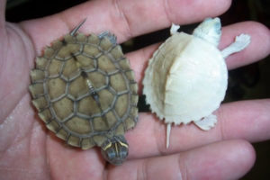 Albino Map turtles