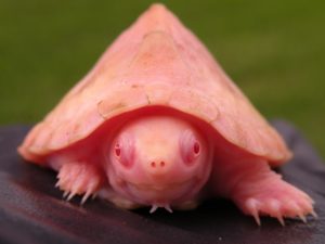 Albino Razor Back Musk turtles for Sale