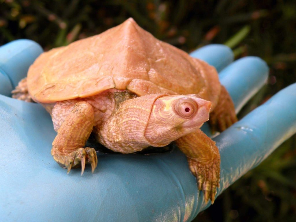 Albino Map Turtles - Albino Turtles | Turtle Morphs | Rare Turtles