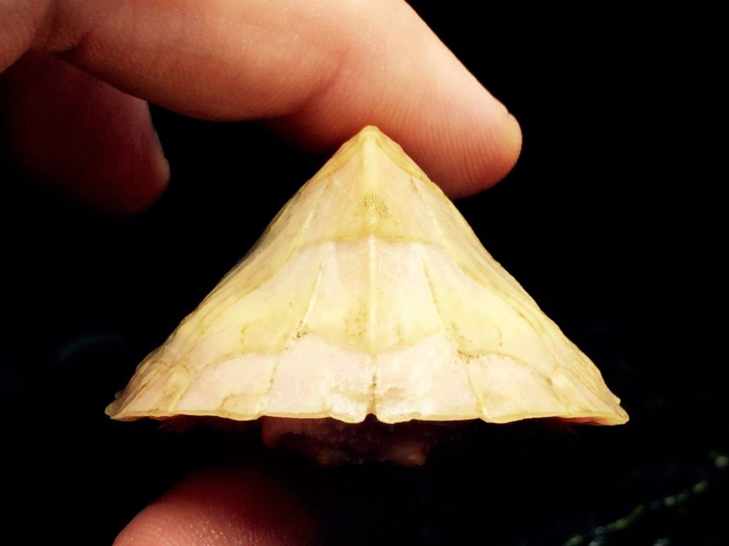 Albino Razor Back Musk Turtle Eggs