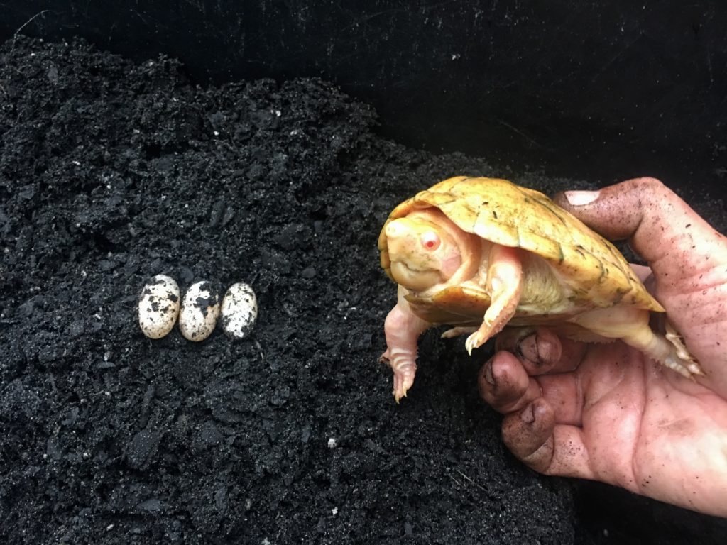 Albino Razor Back Musk Turtle Eggs