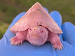 White Mississippi Map Turtles - Albino Turtles | Turtle Morphs