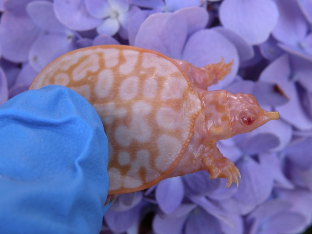 albino softshell turtle