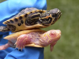 Albino Yellow Belly slider