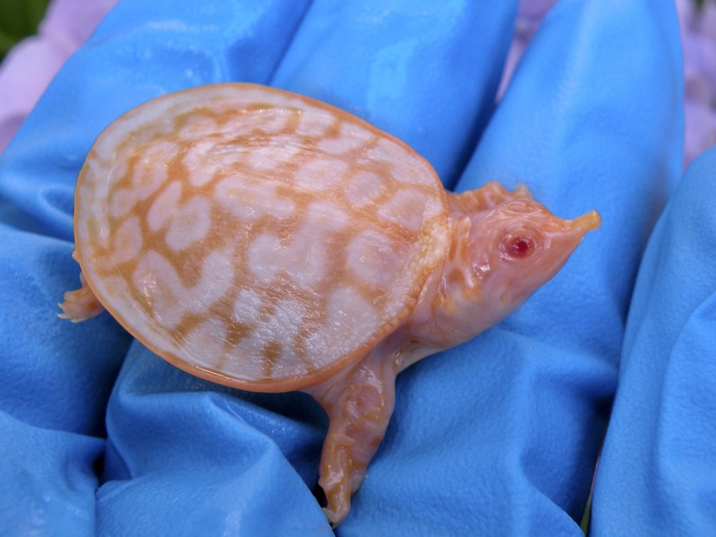 Albino Softshell turtles