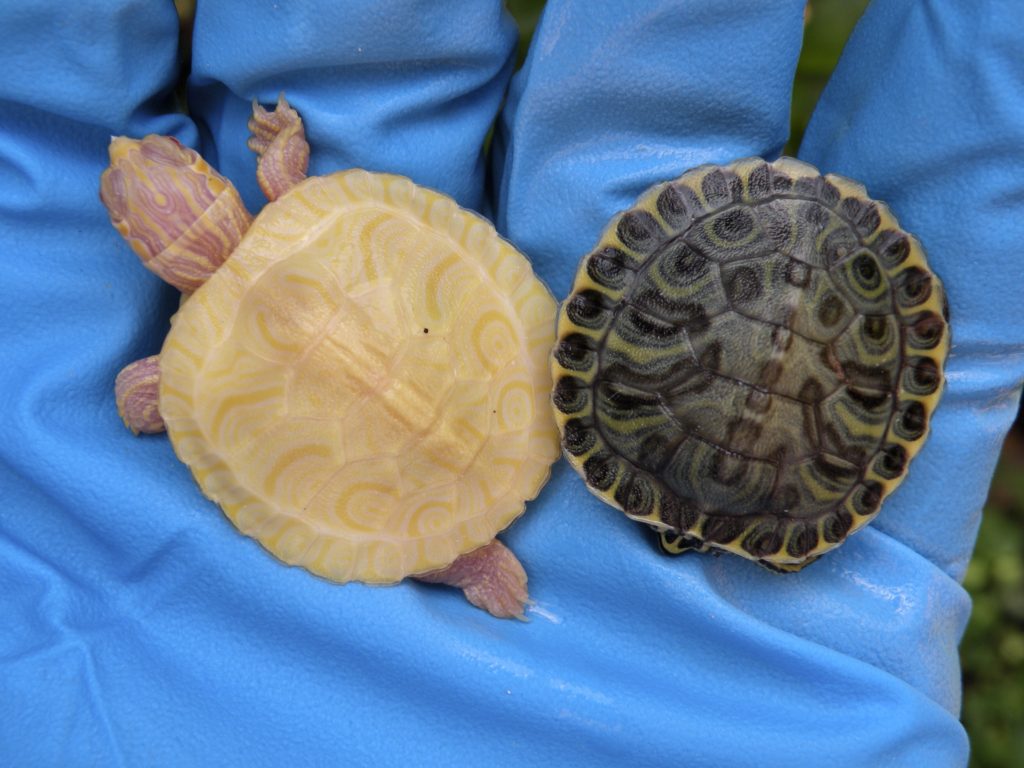 Albino Yellow Belly slider