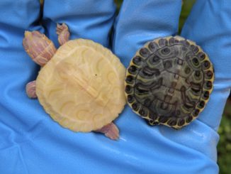 Albino Turtles - 白化龟 | Turtle Morphs | Rare Turtles