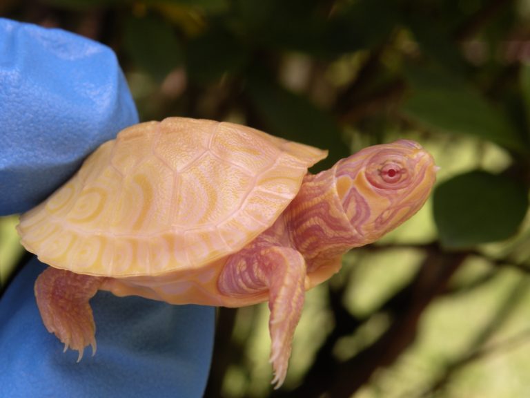 Albino Stinkpot Musk Turtle for Sale - Albino Turtles