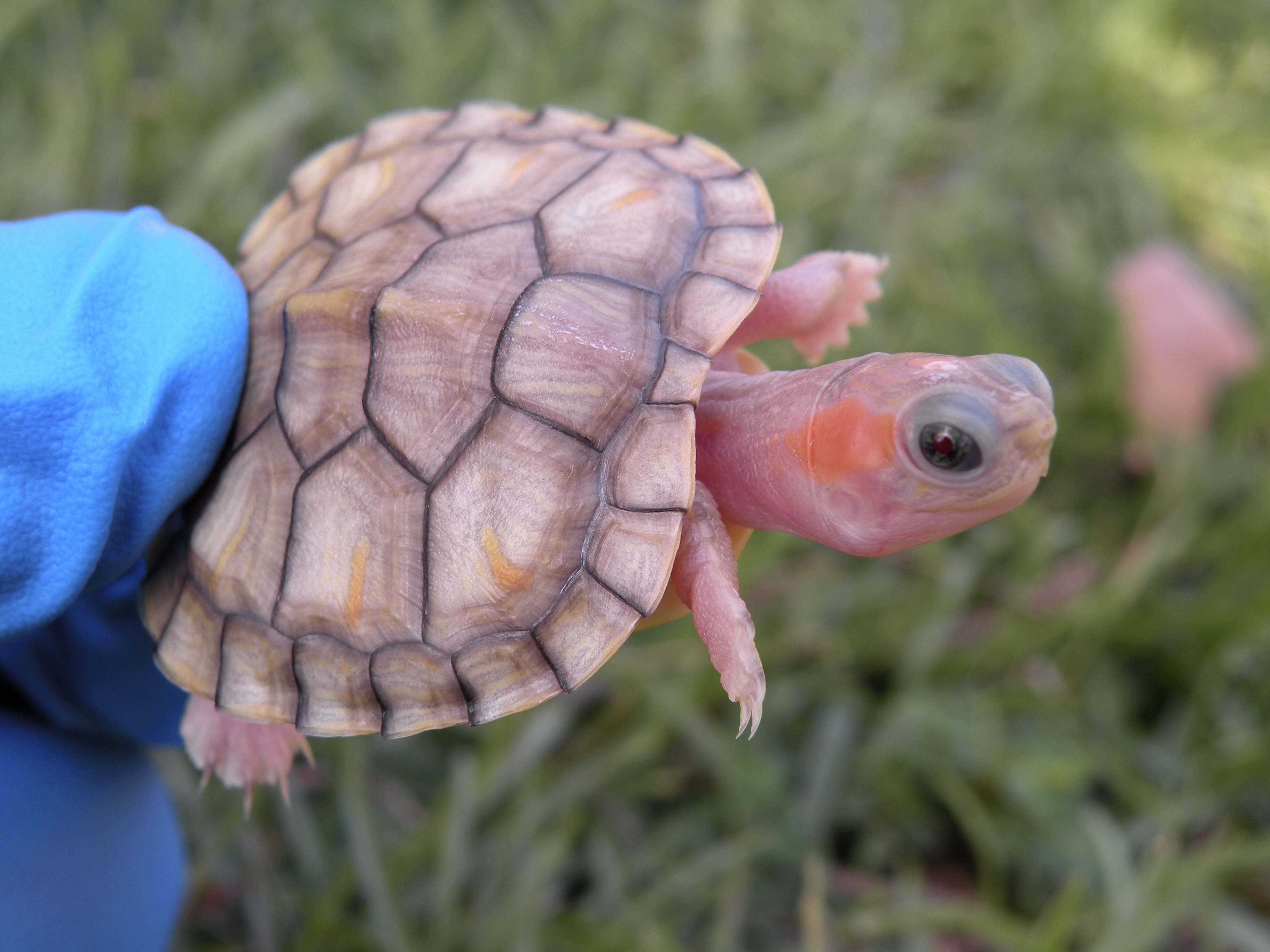 Hybino Red Ear Sliders - Albino Turtles | Turtle Morphs | 白化龟 | 变异龟